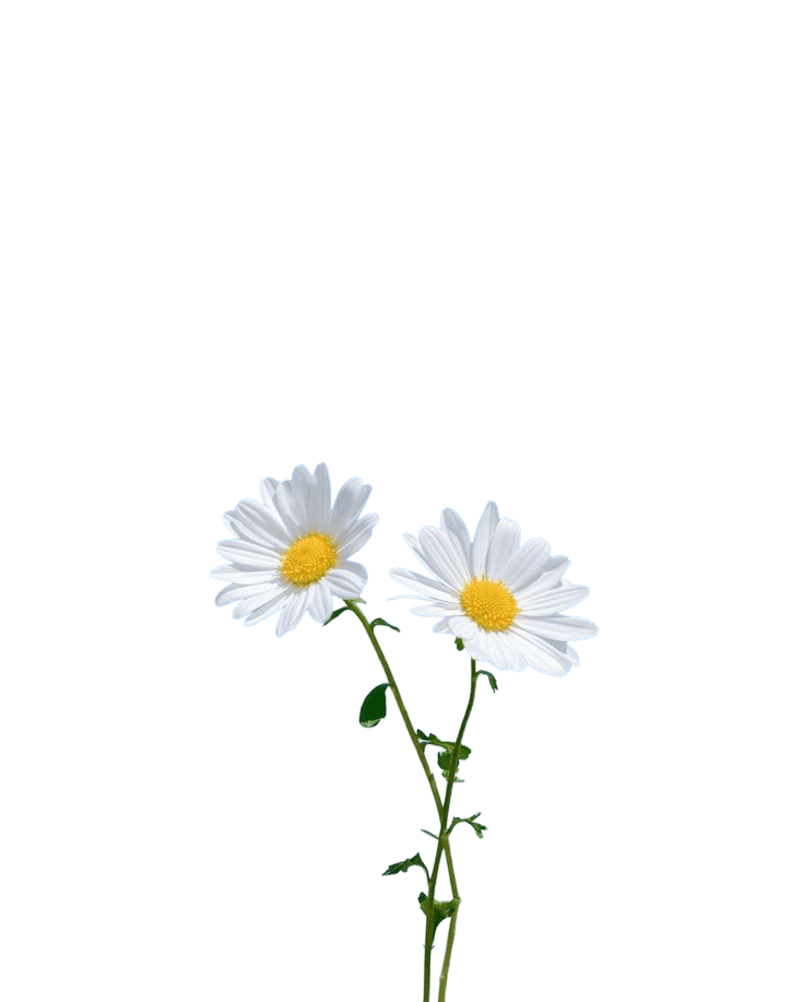 Daisy flowers